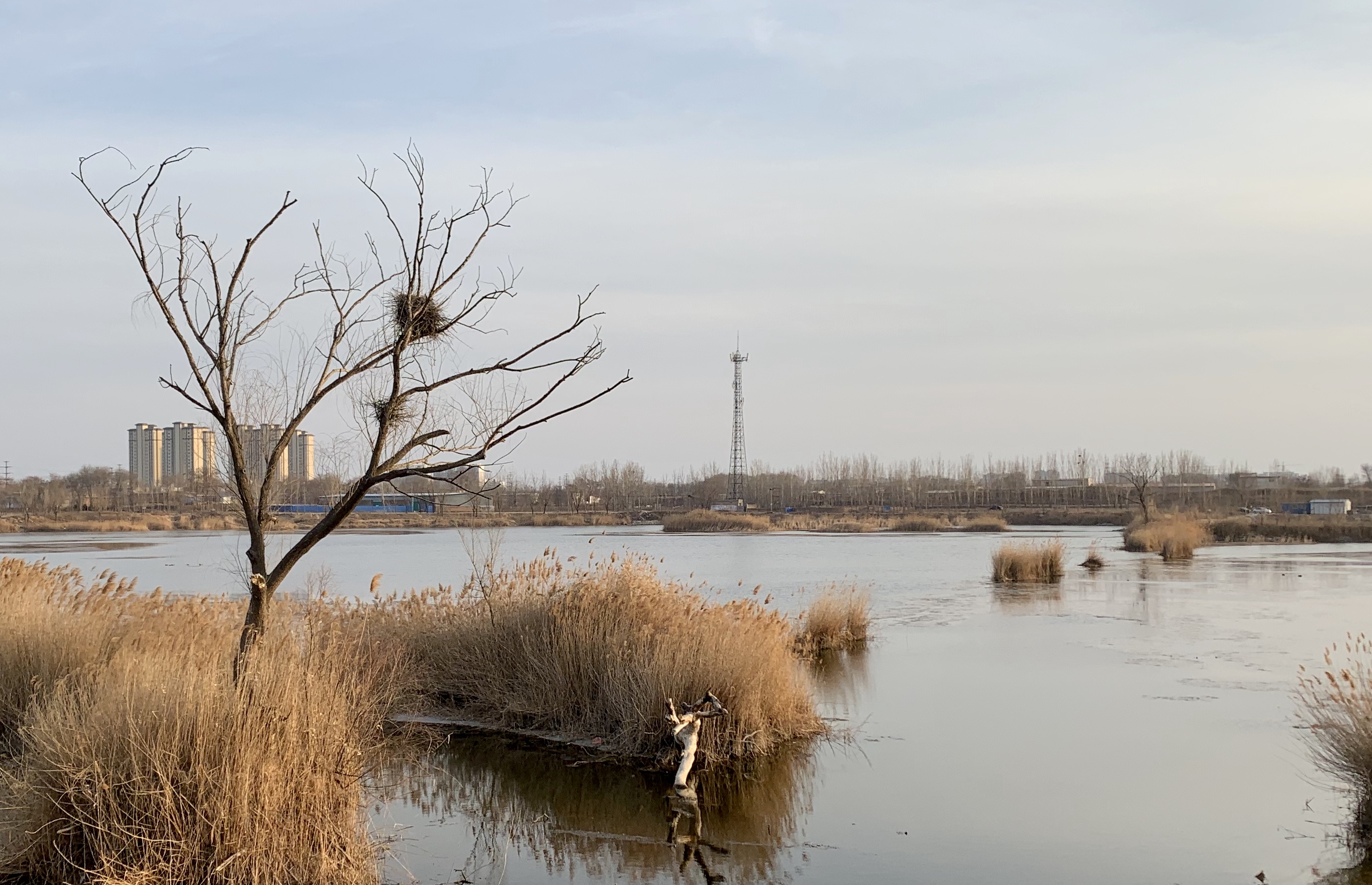 枯藤老树昏鸦，可惜鸦已经飞走