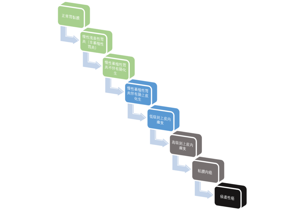 胃粘膜病变流程