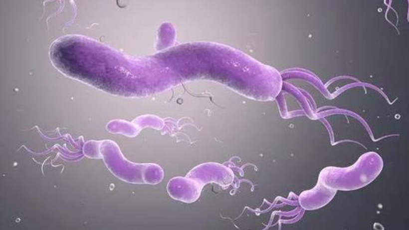 为什么幽门螺杆菌（Hp）的根除困难重重？