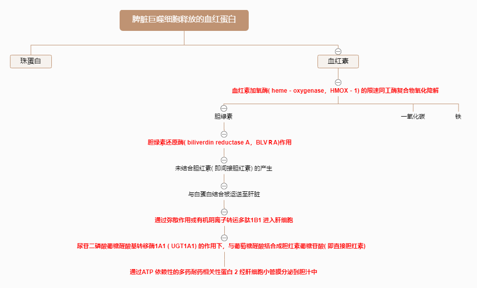 关于临床上常见的“胆红素轻度升高”思考和文献学习-老苏