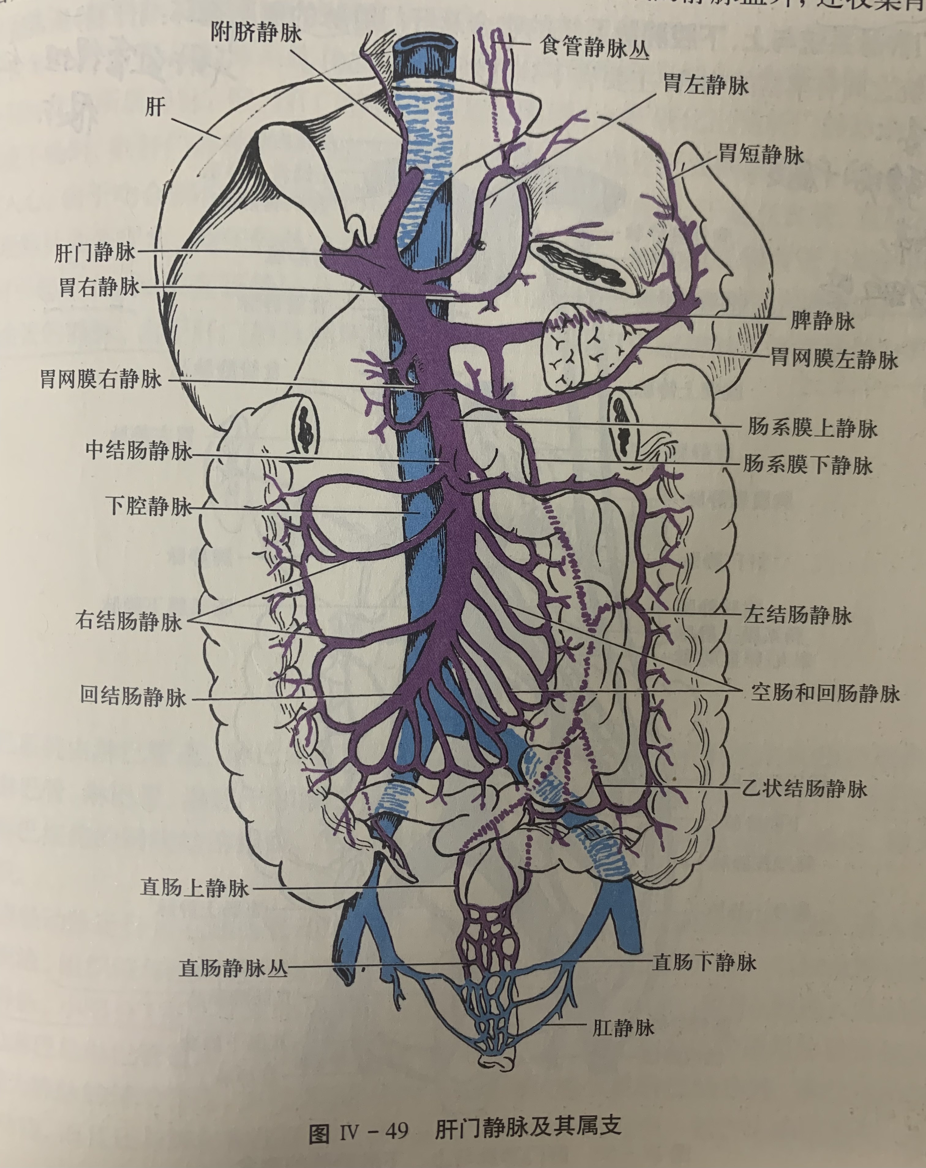 图片[2]-门静脉及其分支-老苏