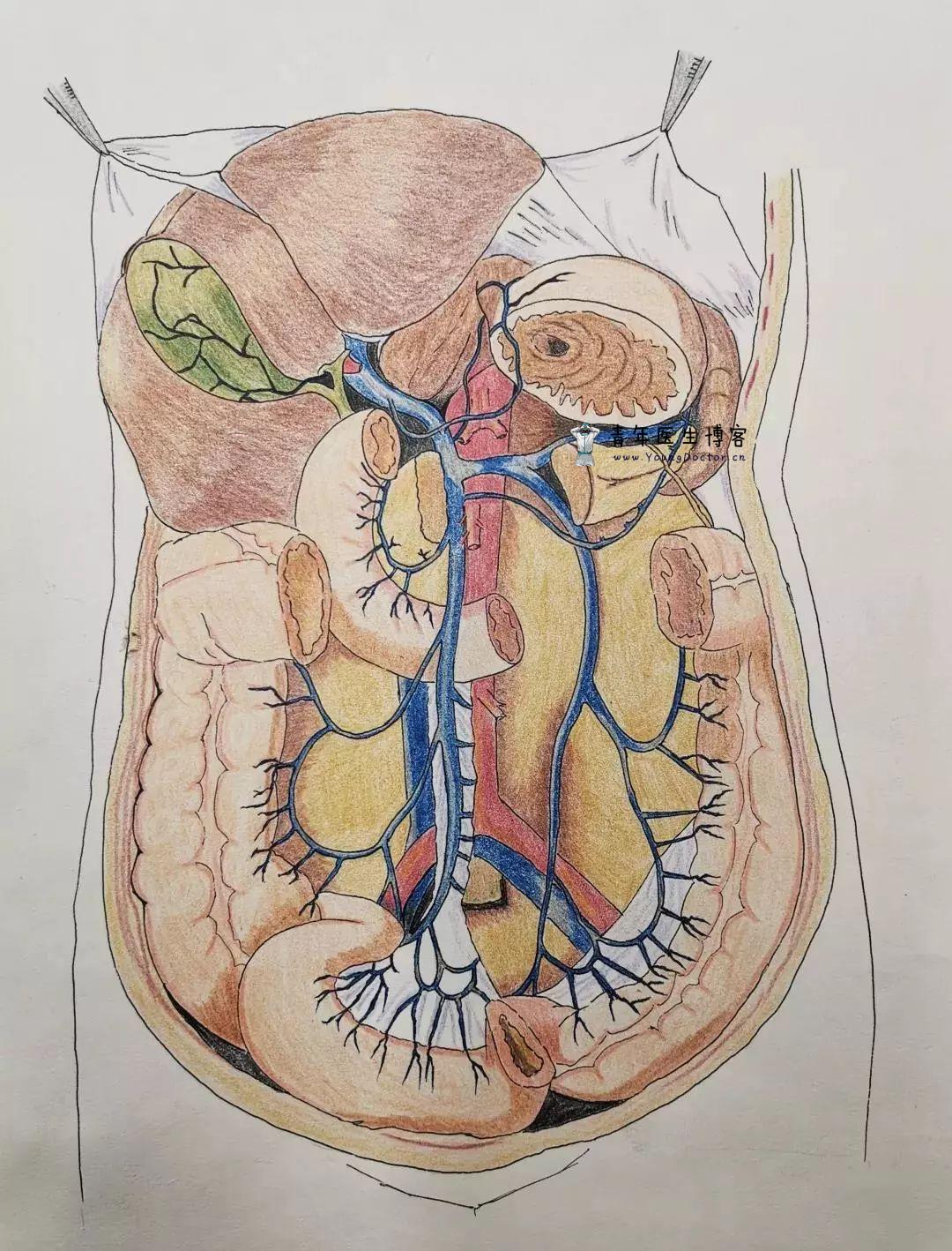 门静脉及其分支-老苏