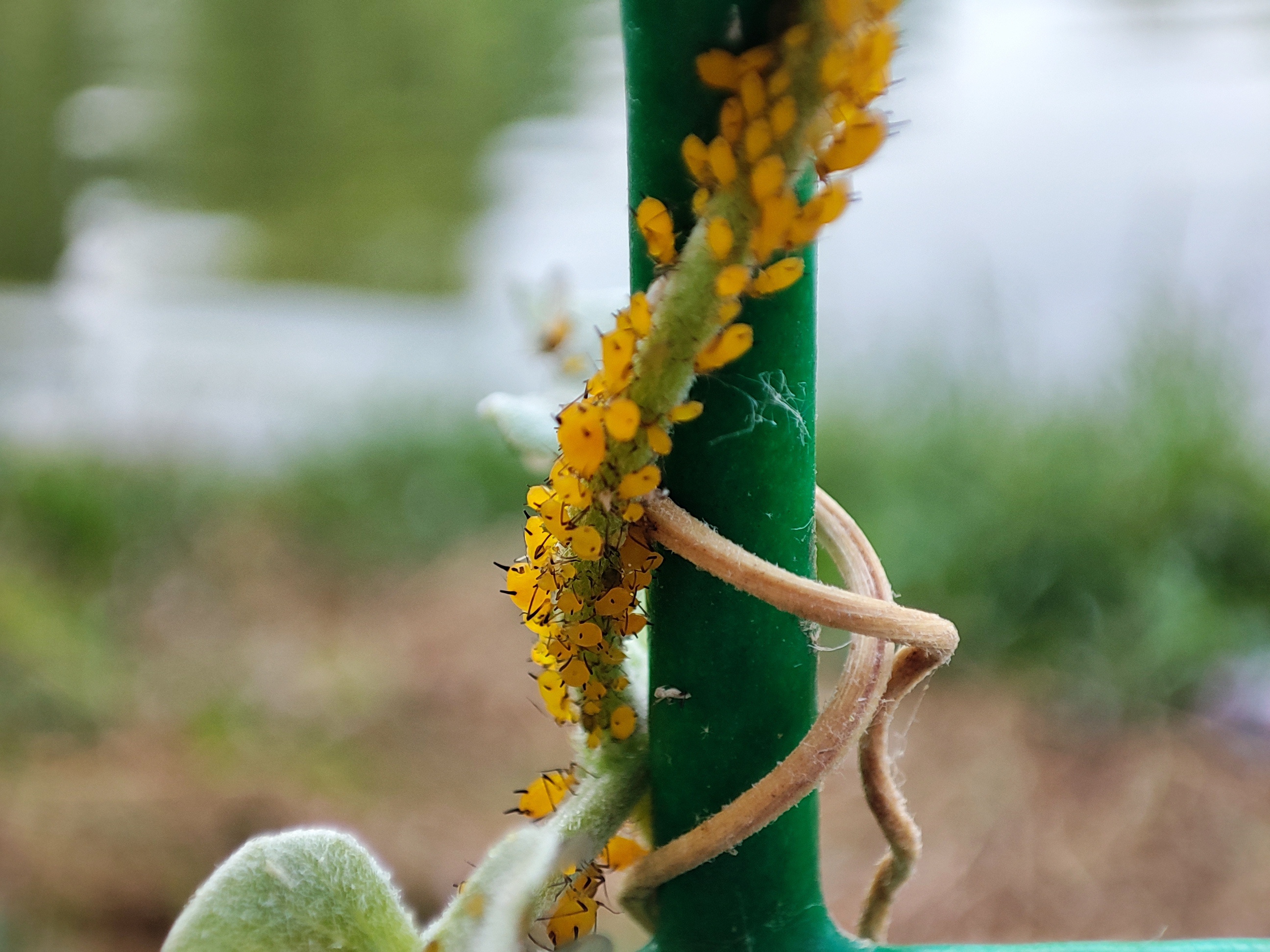 蜜虫子还是密虫子-老苏