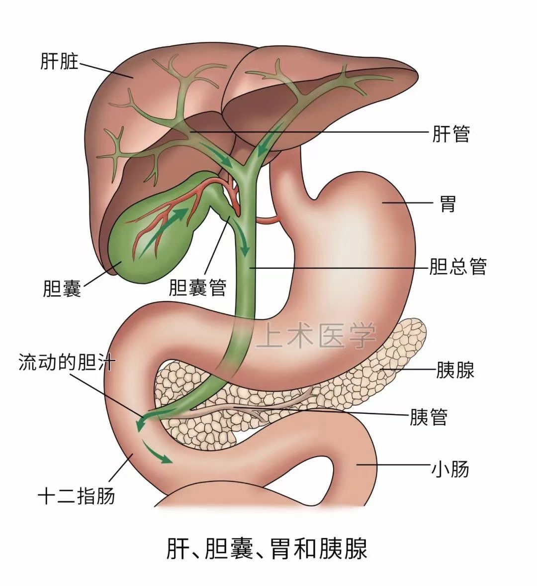 图片[9]-肝胆相关图片-老苏