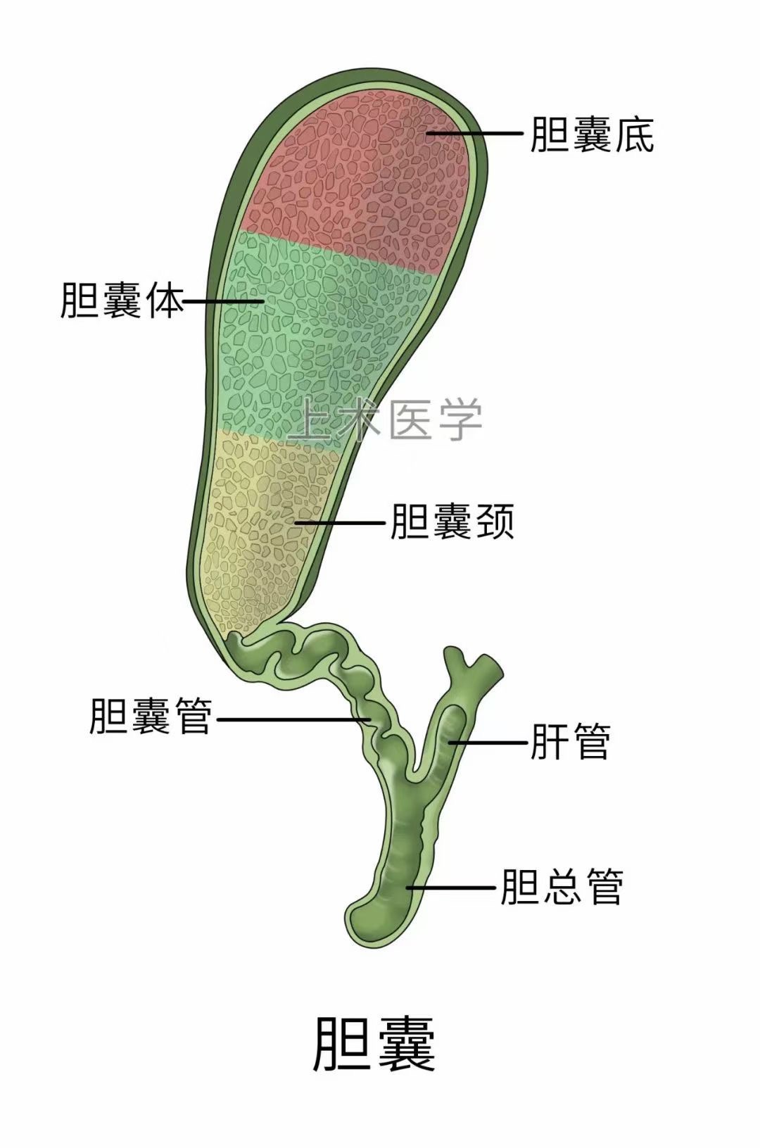 图片[8]-肝胆相关图片-老苏