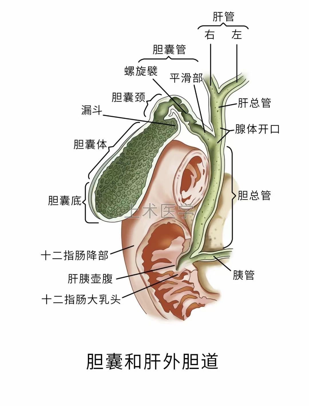 图片[7]-肝胆相关图片-老苏
