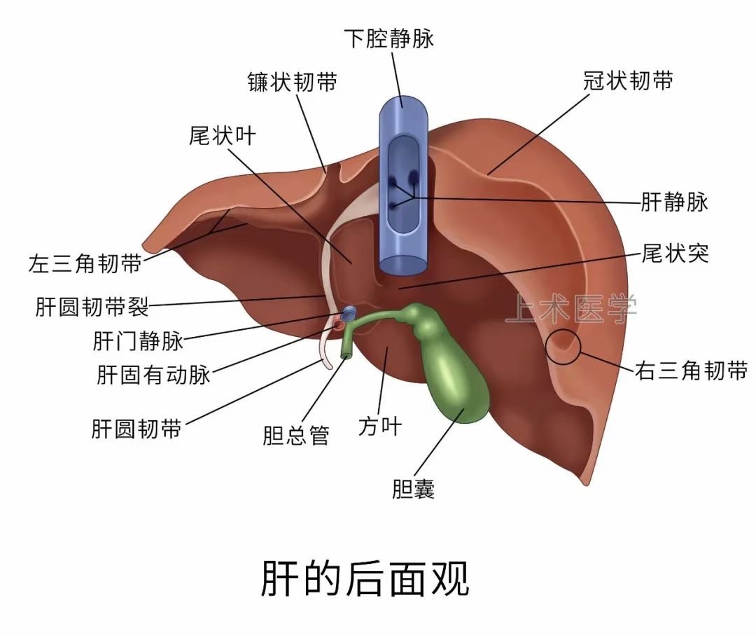 图片[6]-肝胆相关图片-老苏