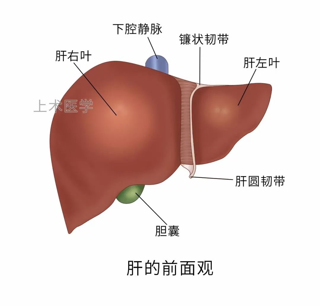 图片[5]-肝胆相关图片-老苏