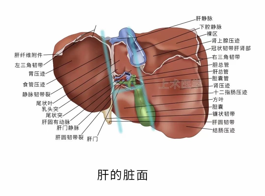 图片[4]-肝胆相关图片-老苏