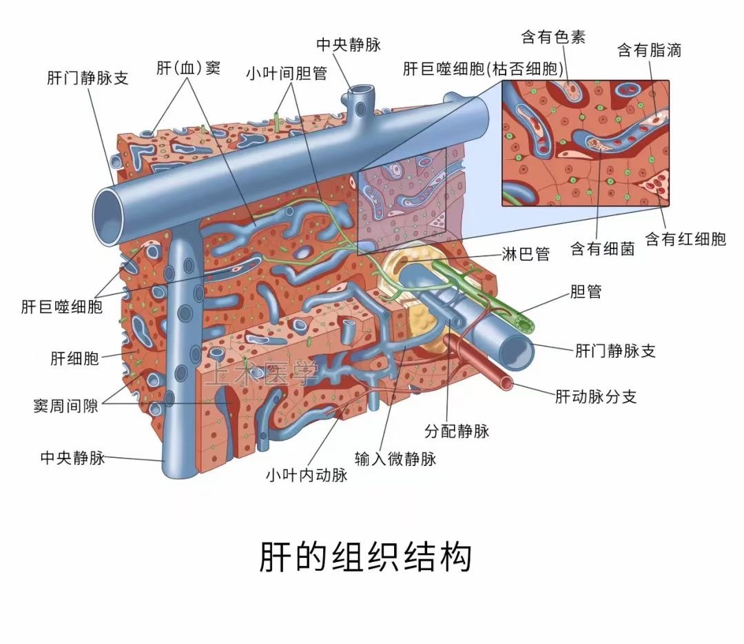 图片[3]-肝胆相关图片-老苏