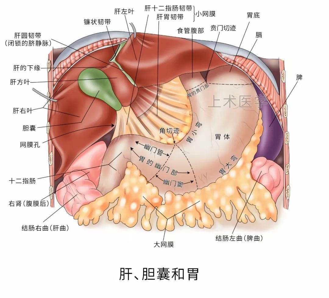 图片[2]-肝胆相关图片-老苏