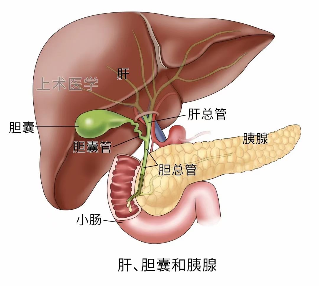 肝胆相关图片-老苏