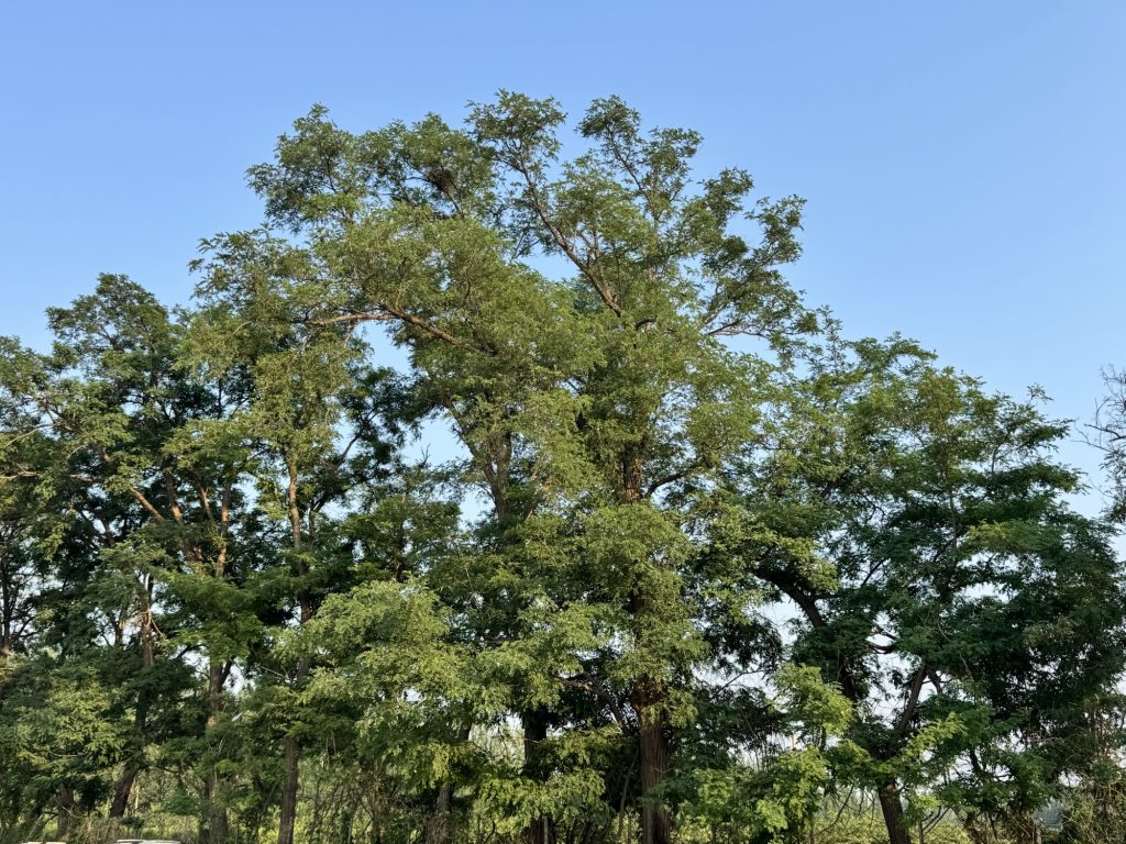 没事溜达溜达挺好-老苏