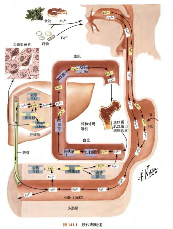 体内铁代谢-老苏