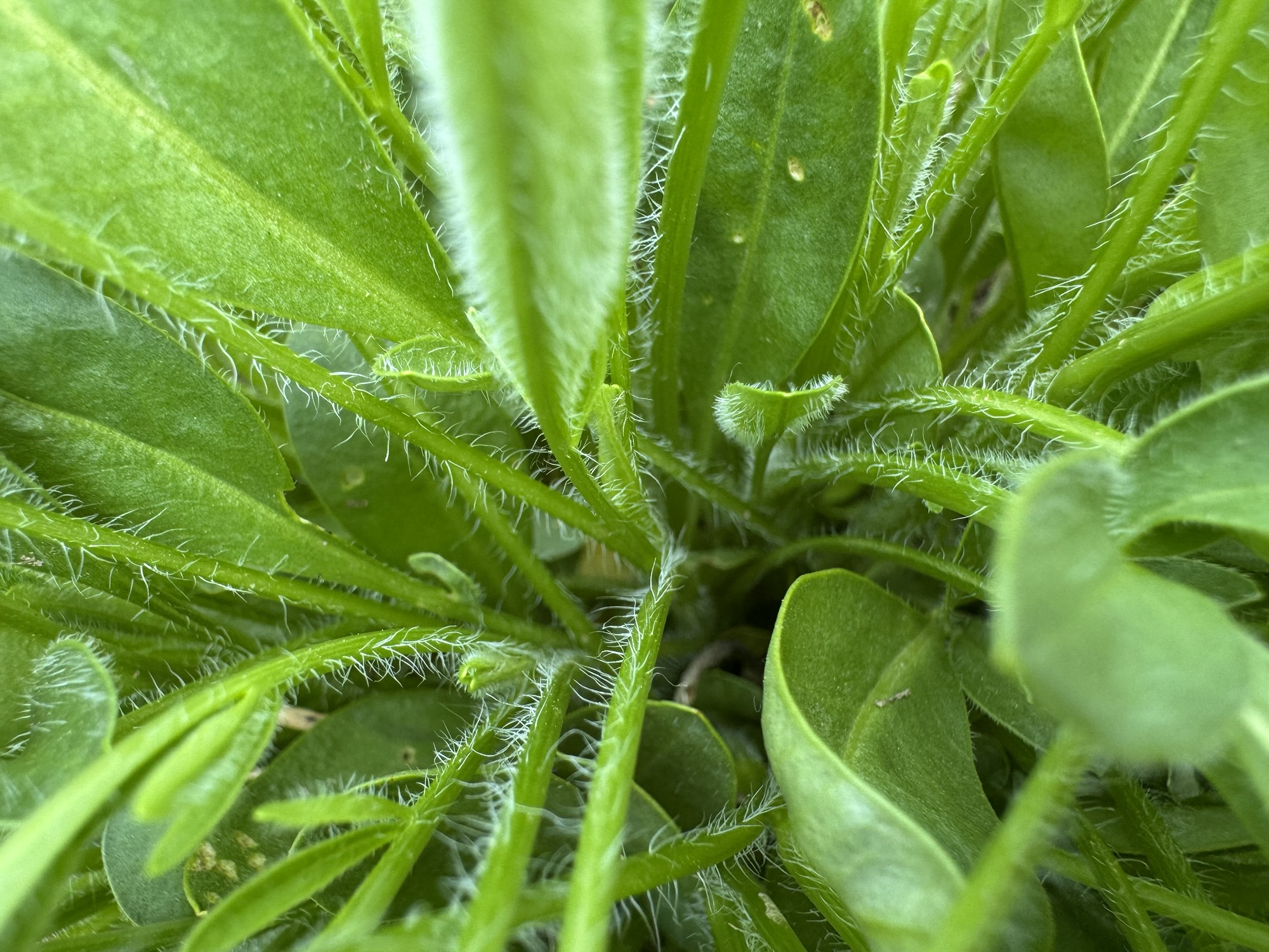 药物性肝损伤根本原因整理