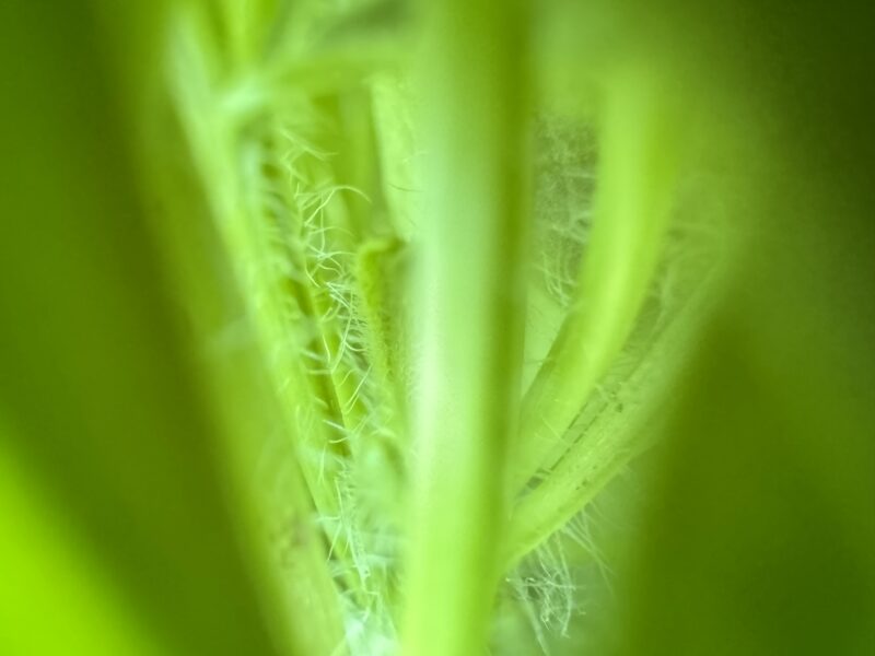 写风春草间-老苏