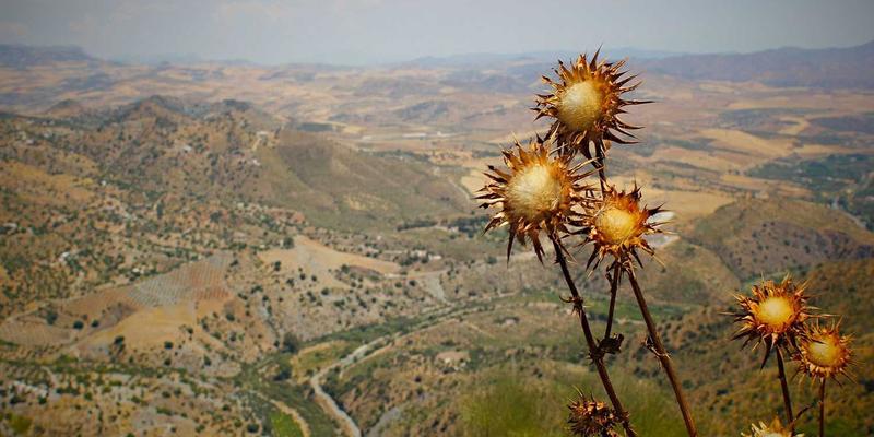 日尔贝综合征/吉尔伯特综合征（Gilbert syndrome）